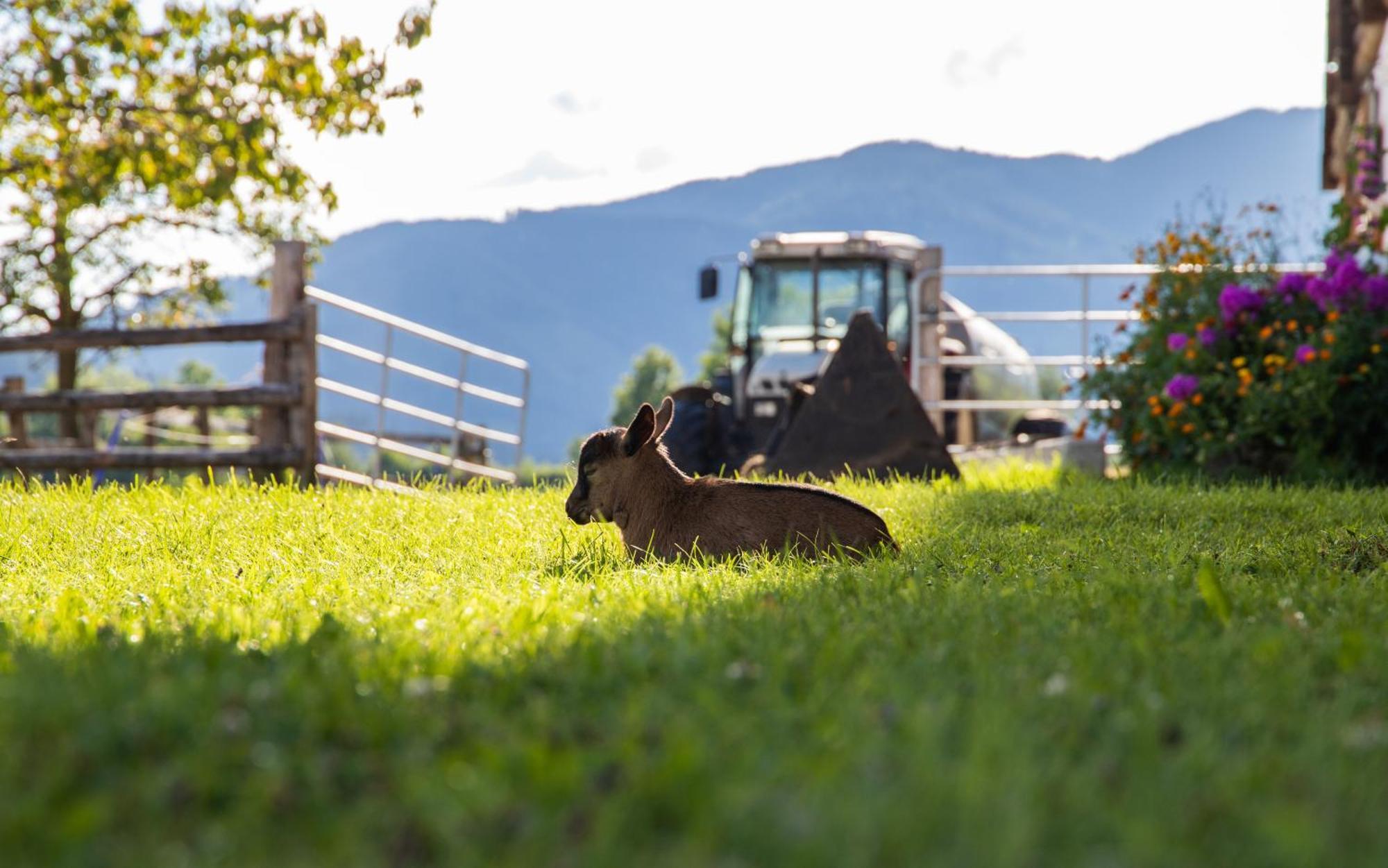 Farm stay Untersulzberghof Radstadt