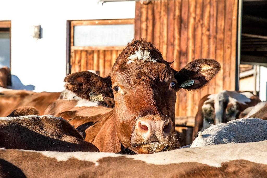 Farm stay Untersulzberghof *